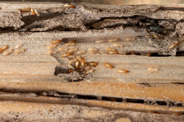 Bird Control in North Spearfish, SD